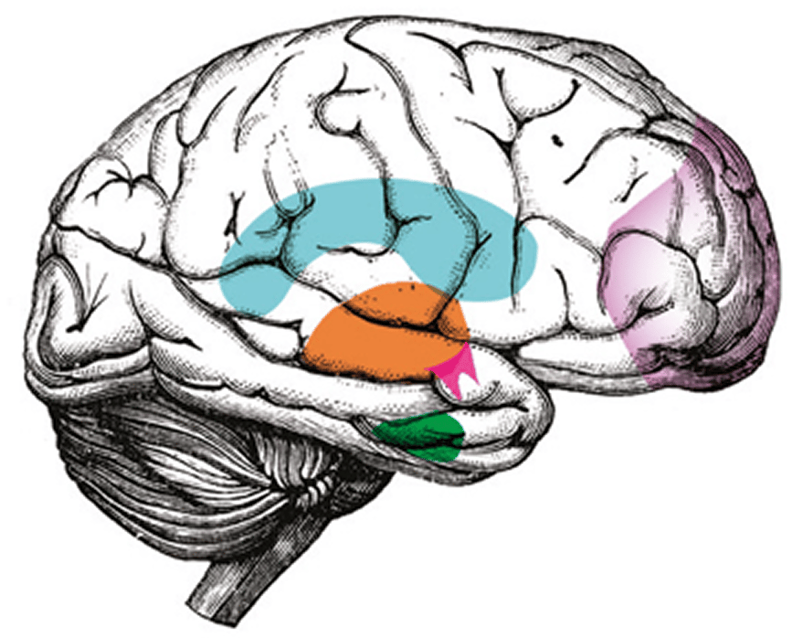 Side view of a brain illustration with five regions highlighted in cyan, pink, orange, green and lavender