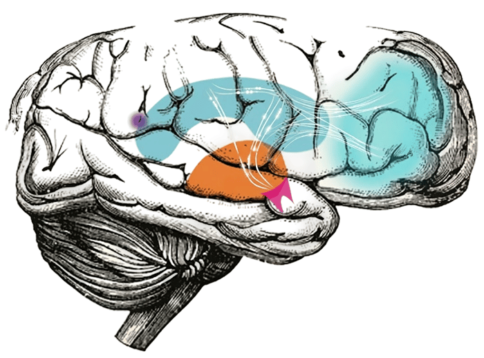 Ilustración de un cerebro de perfil con la corteza prefrontal, el lóbulo parietal y su vía de conexión resaltados